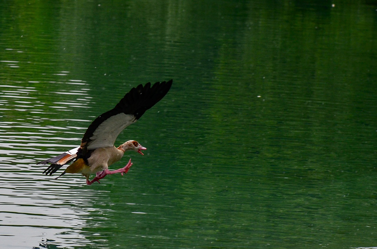 duck  water  nature free photo