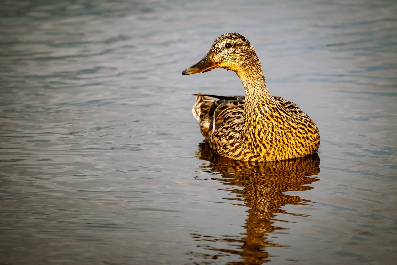 duck  water  bird free photo