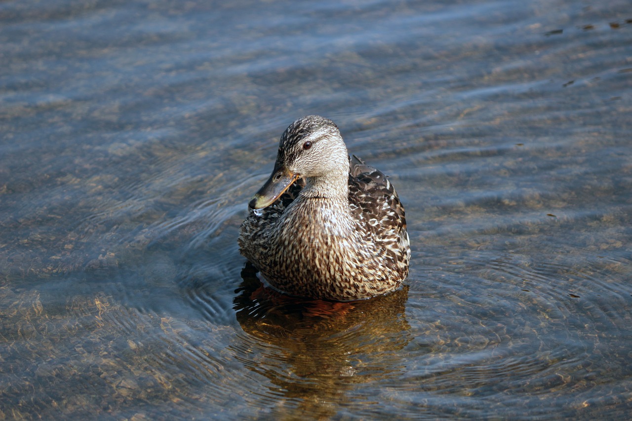 duck  nature  water free photo