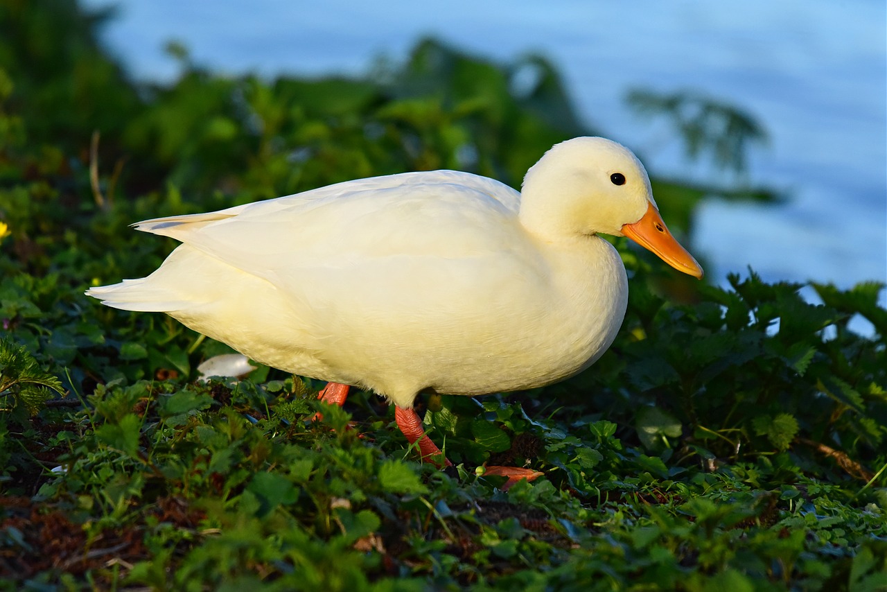 duck  mallard  water bird free photo