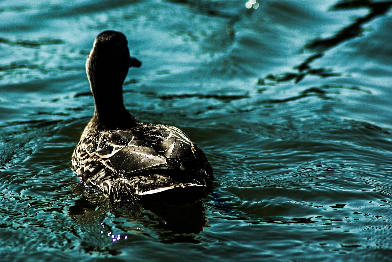 duck  water  green free photo