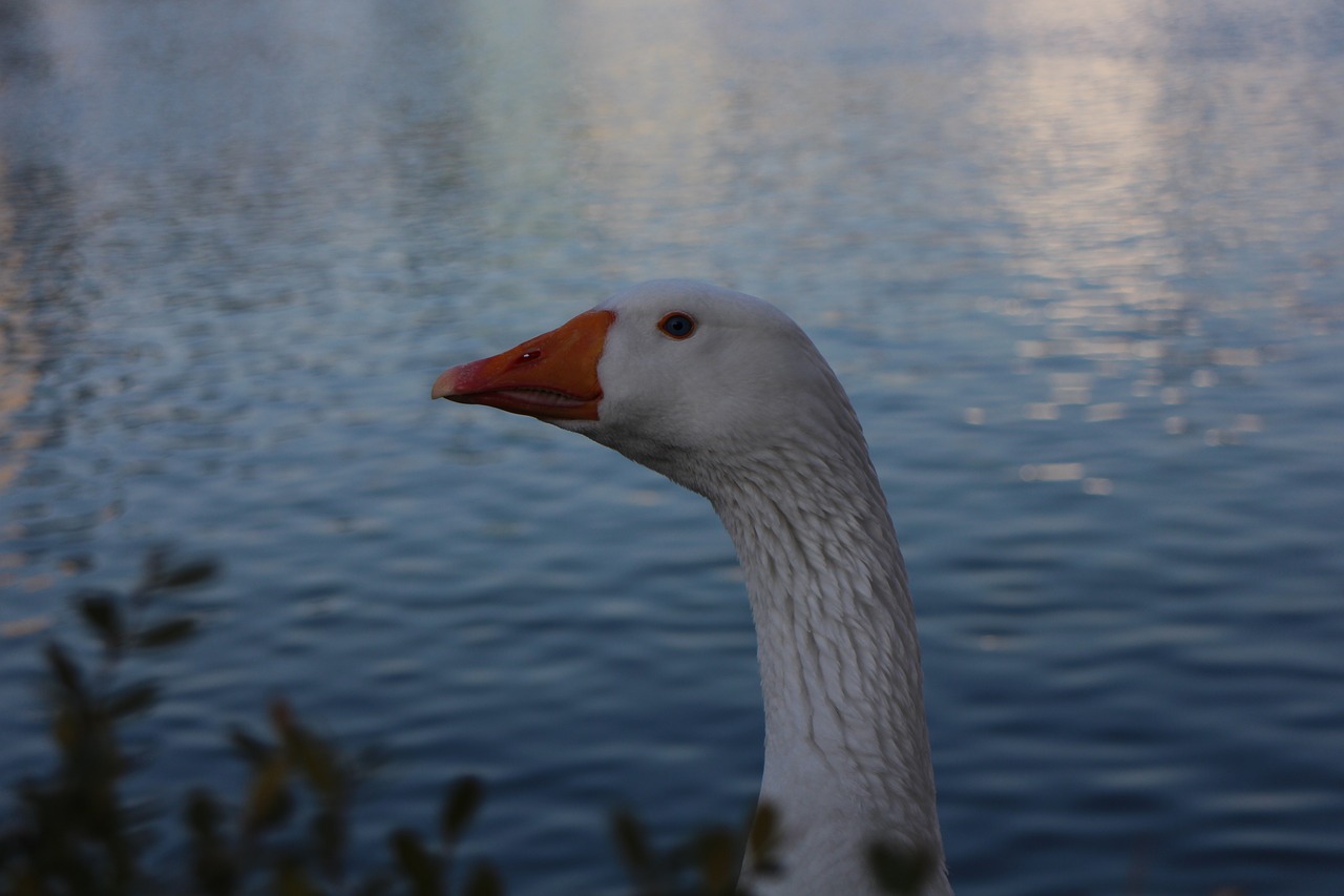 duck  goose  lake free photo