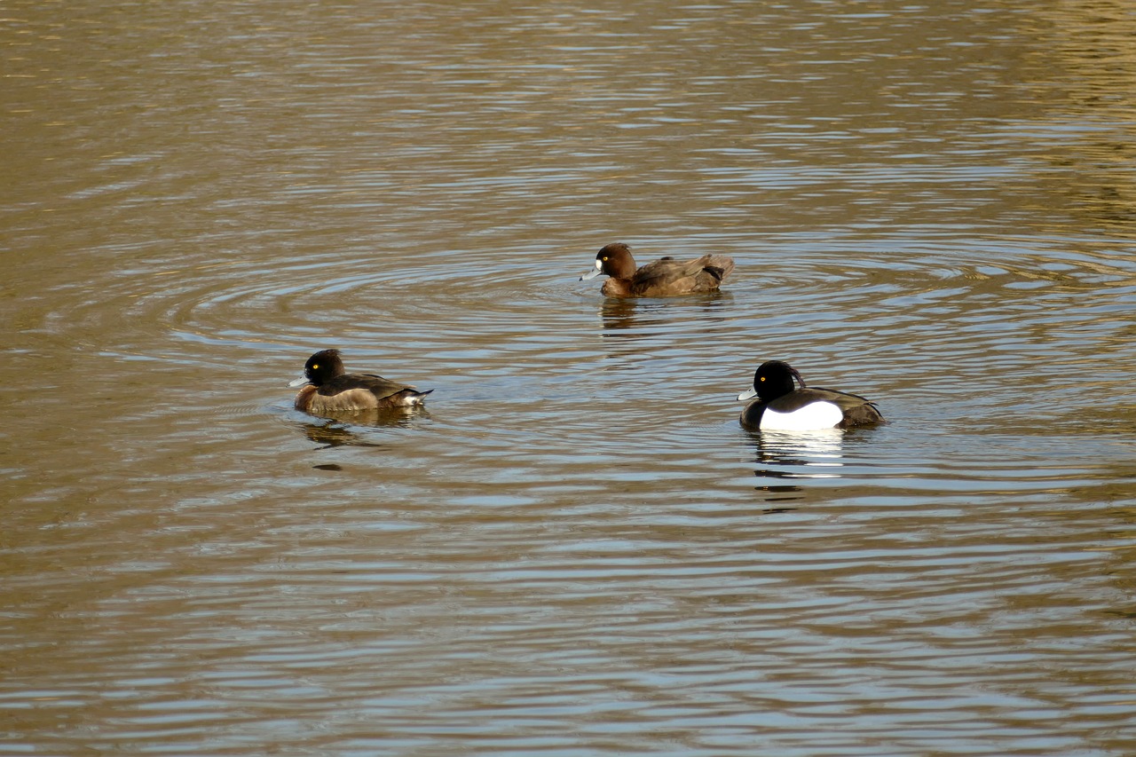 duck  bird  waterfowl free photo