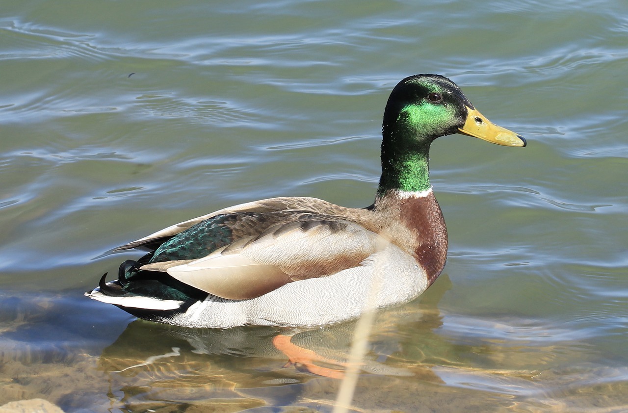 duck  lake  water free photo