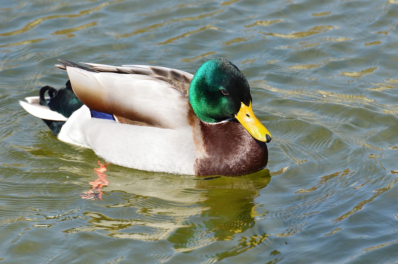 duck  mallard  drake free photo