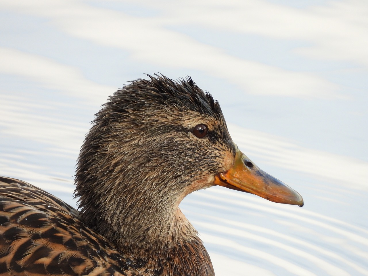 duck  nature  beak free photo