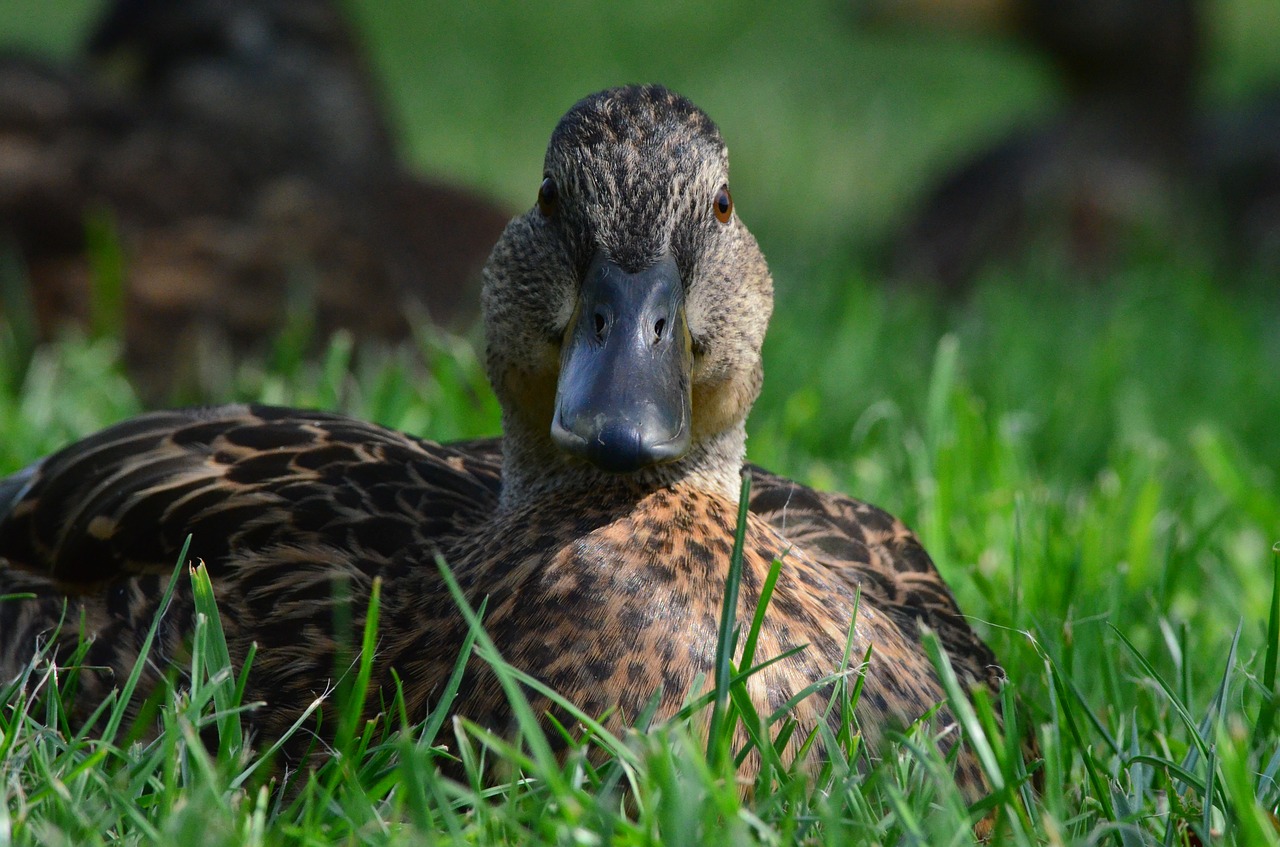 duck animal water bird free photo