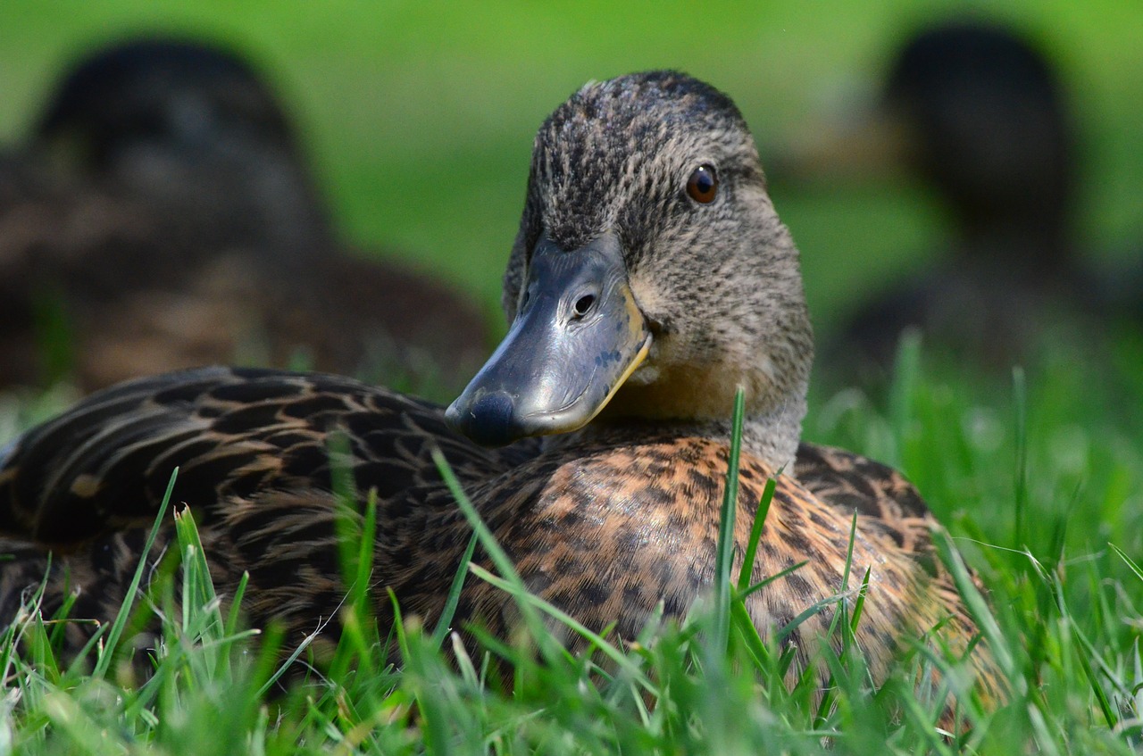 duck water bird bird free photo