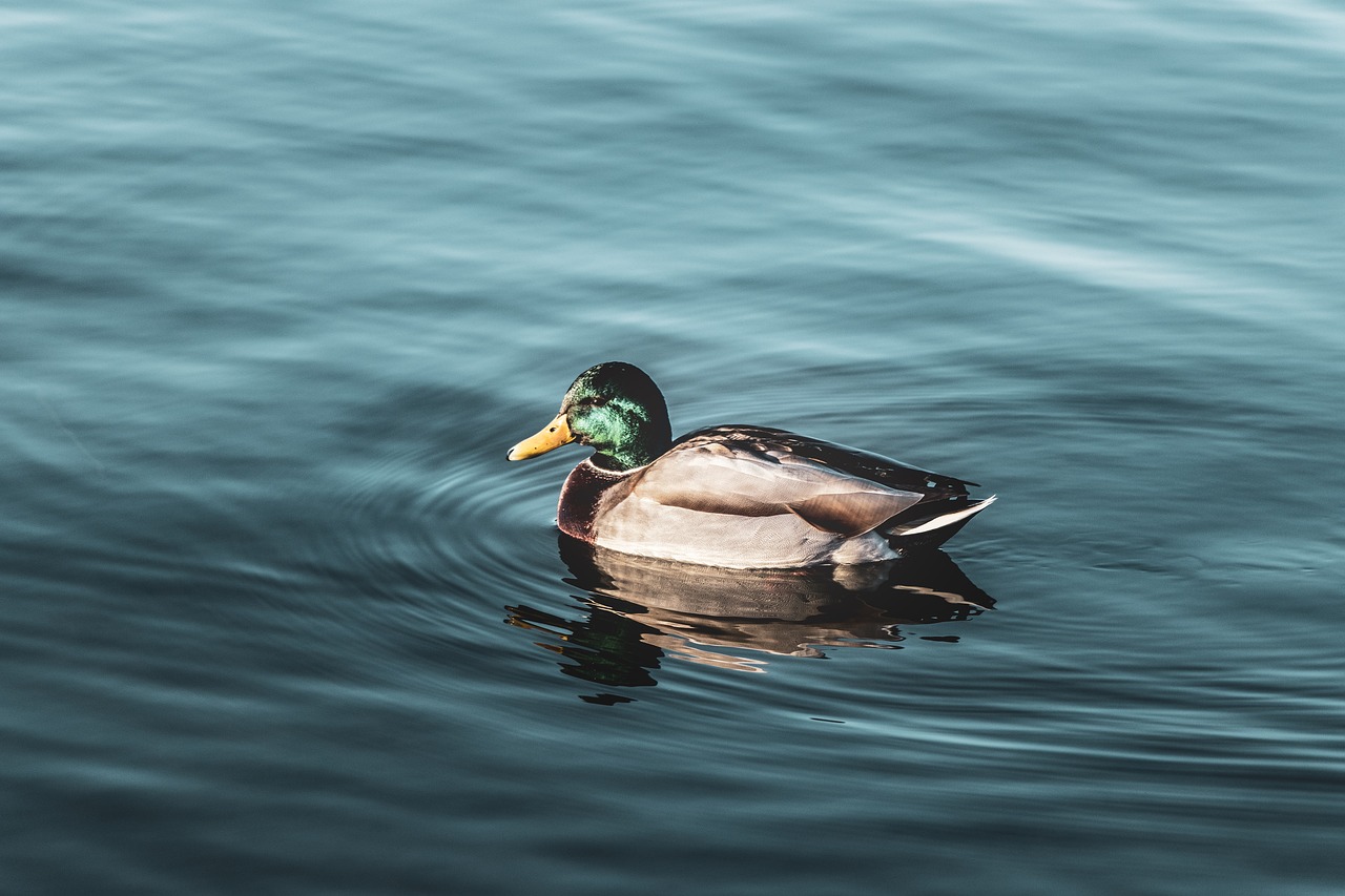 duck  water  plumage free photo