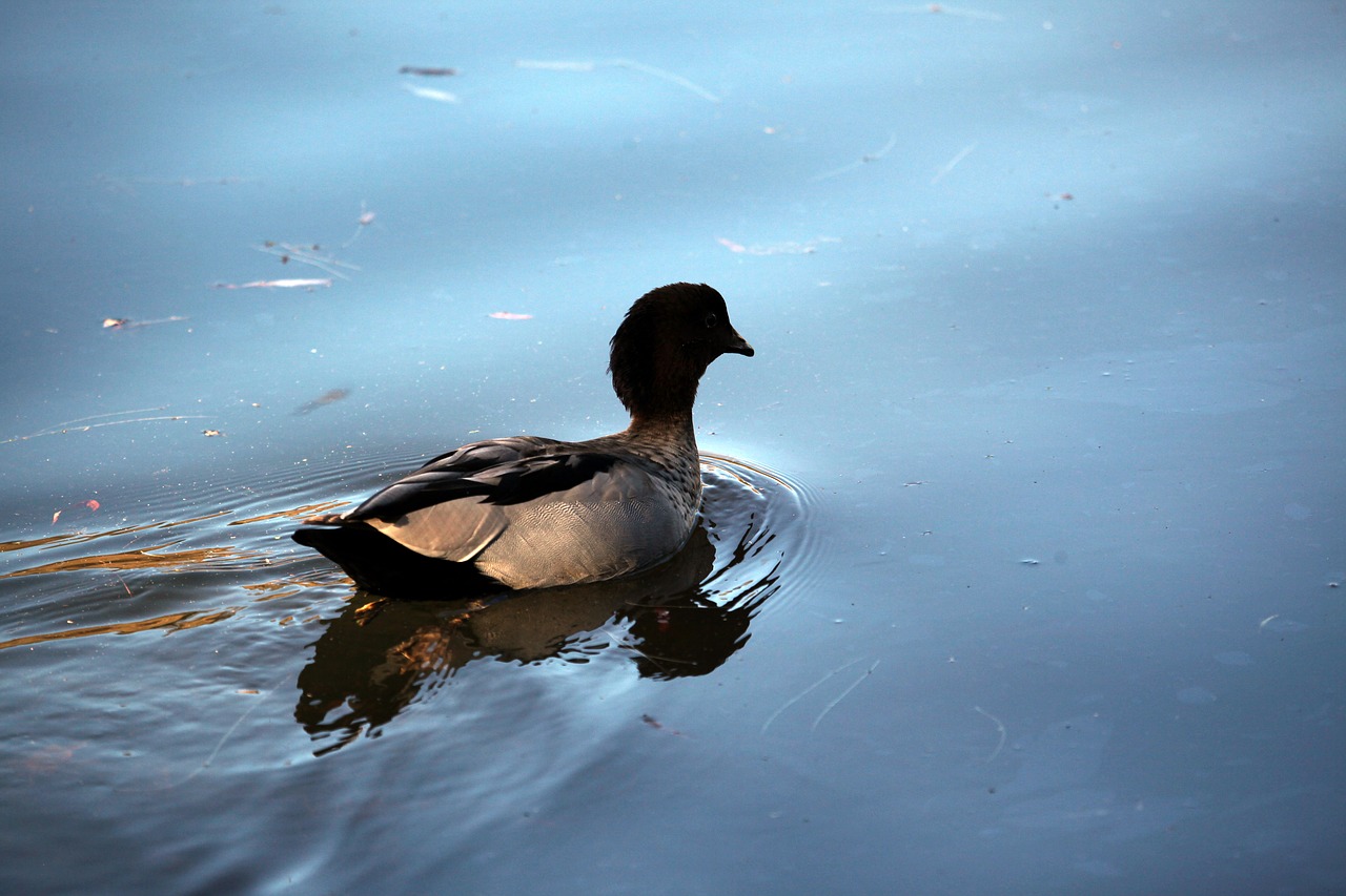 duck  wild  animal free photo