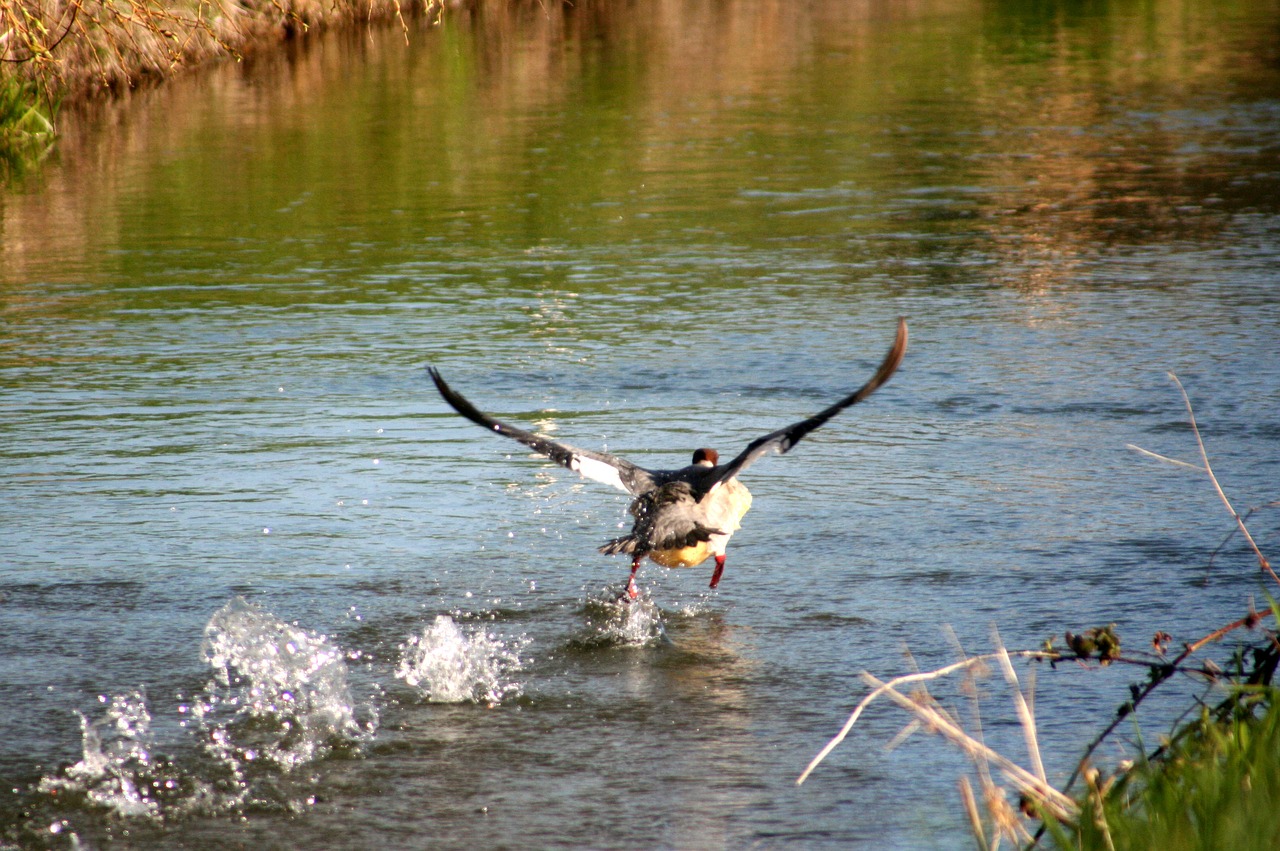 duck  bird  common merganser free photo