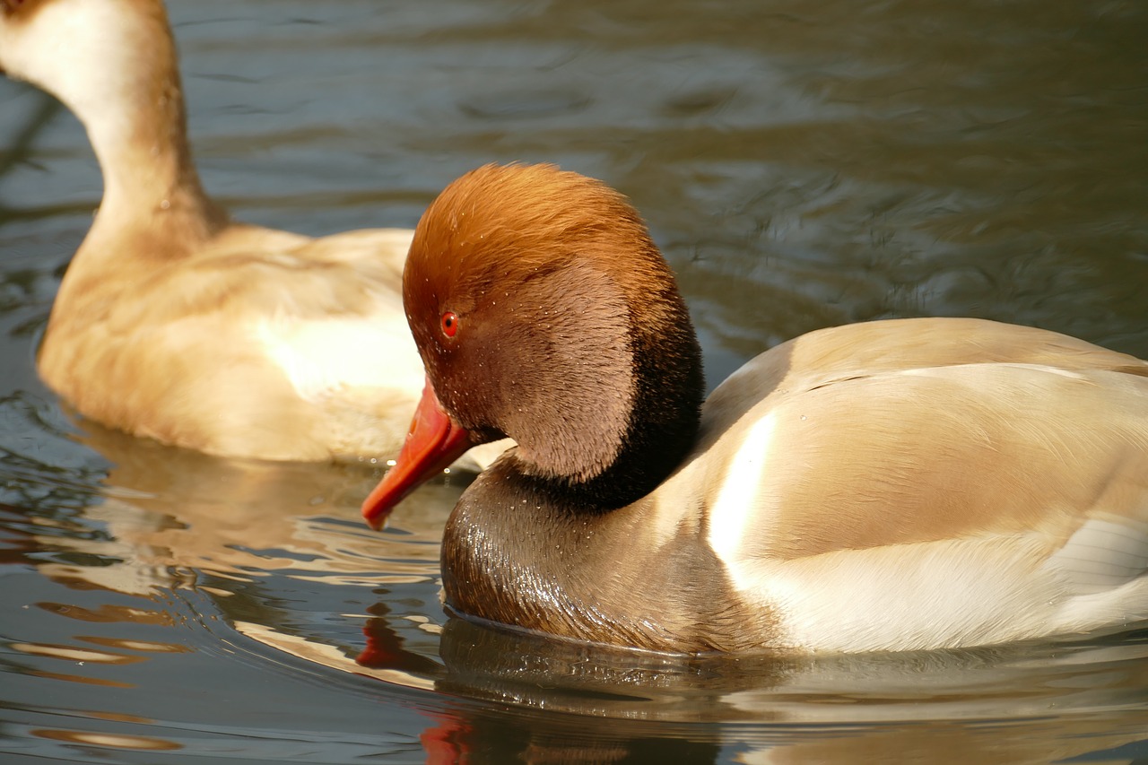 duck  red crested pochard  male free photo