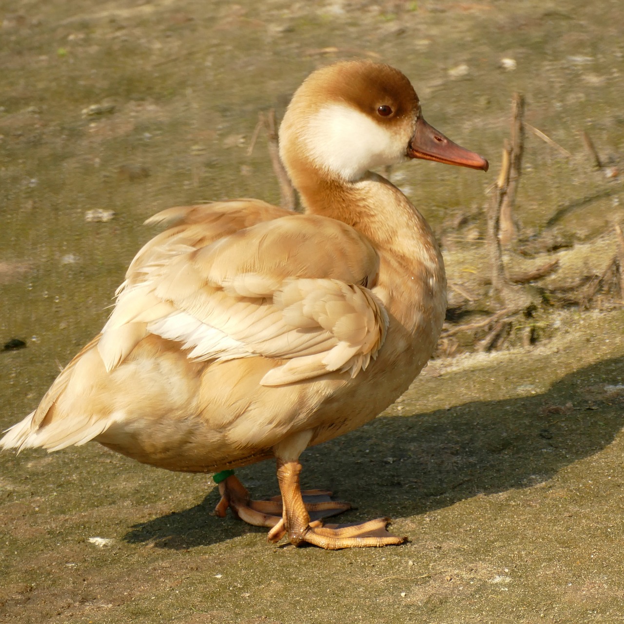 duck  red crested pochard  female free photo