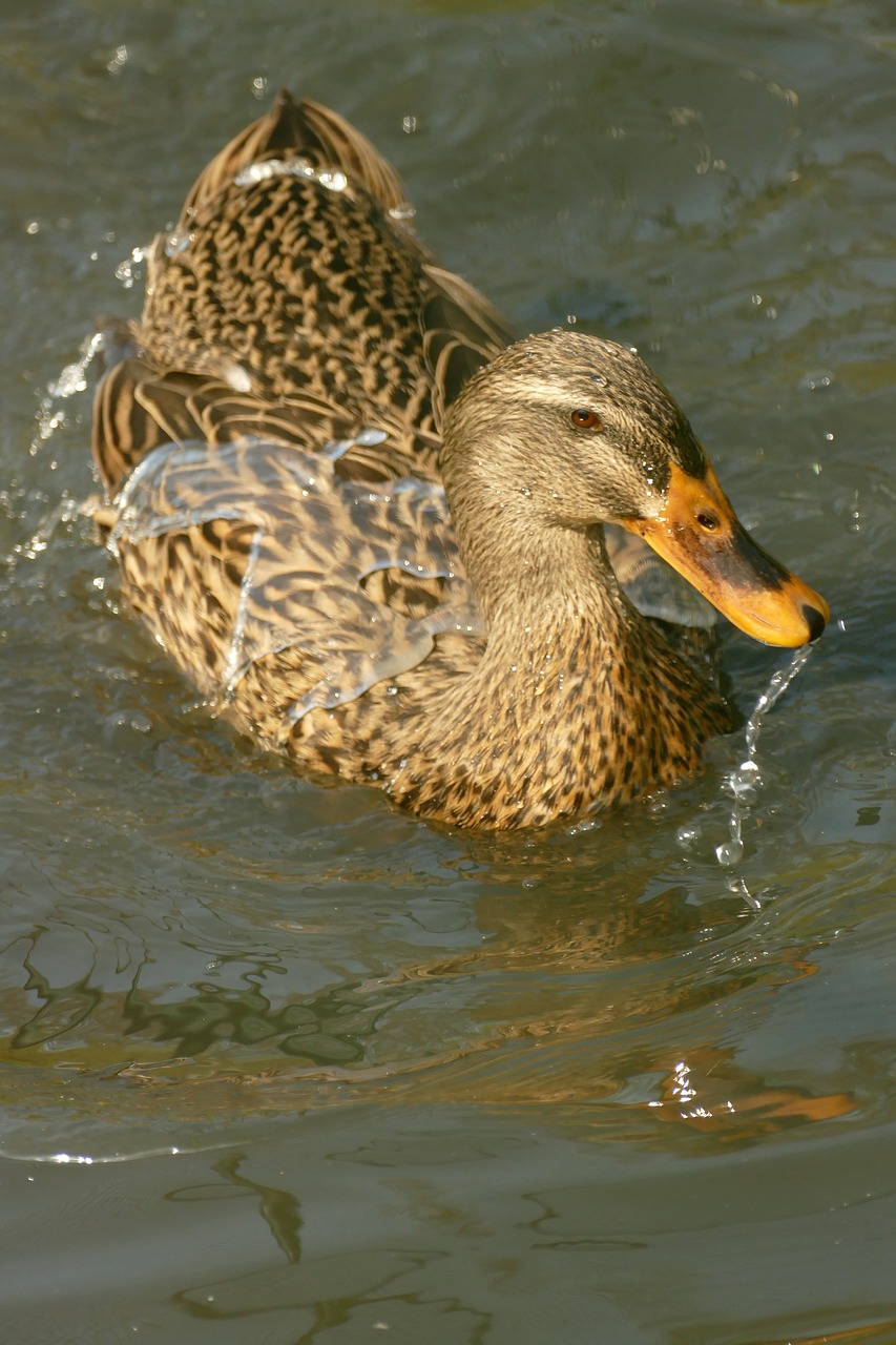 duck  mallard  waterfowl free photo