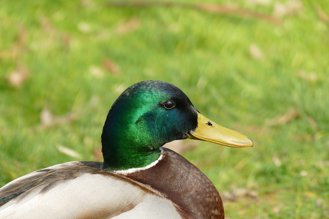 duck  mallard  male free photo