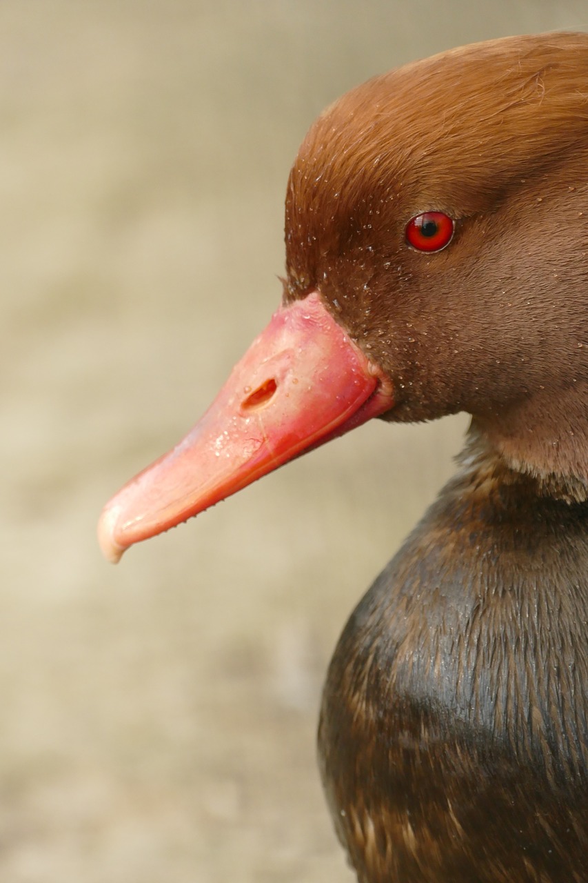 duck  red crested pochard  male free photo