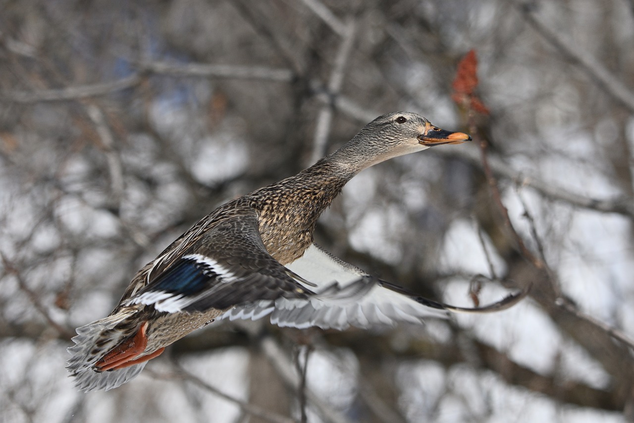 duck  duck inflight  nikon free photo