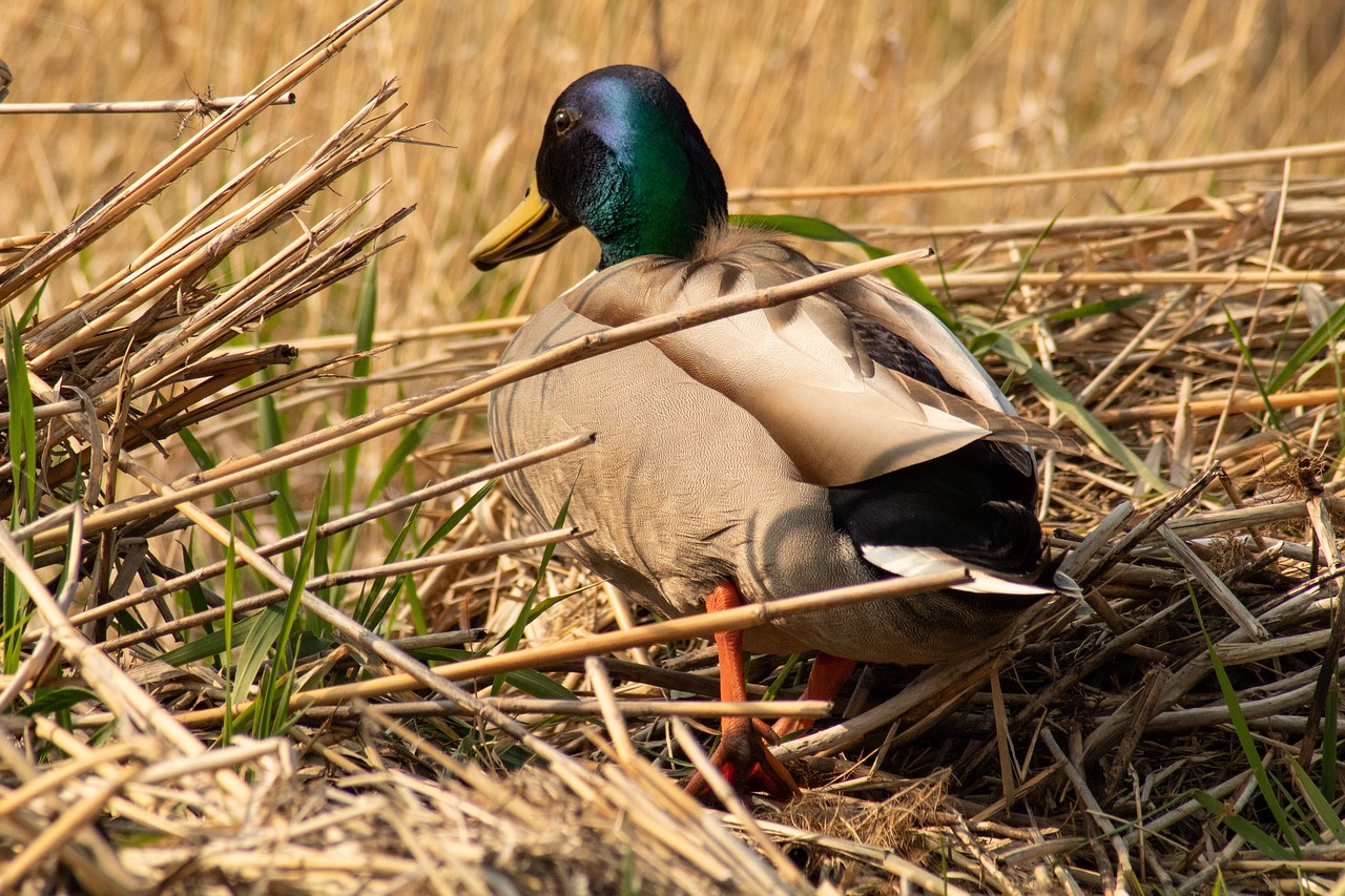 duck  bird  nature free photo