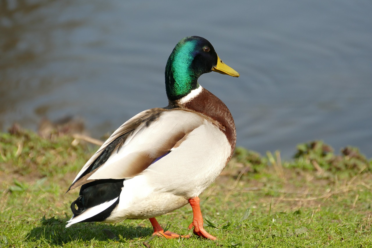 duck  mallard  drake free photo