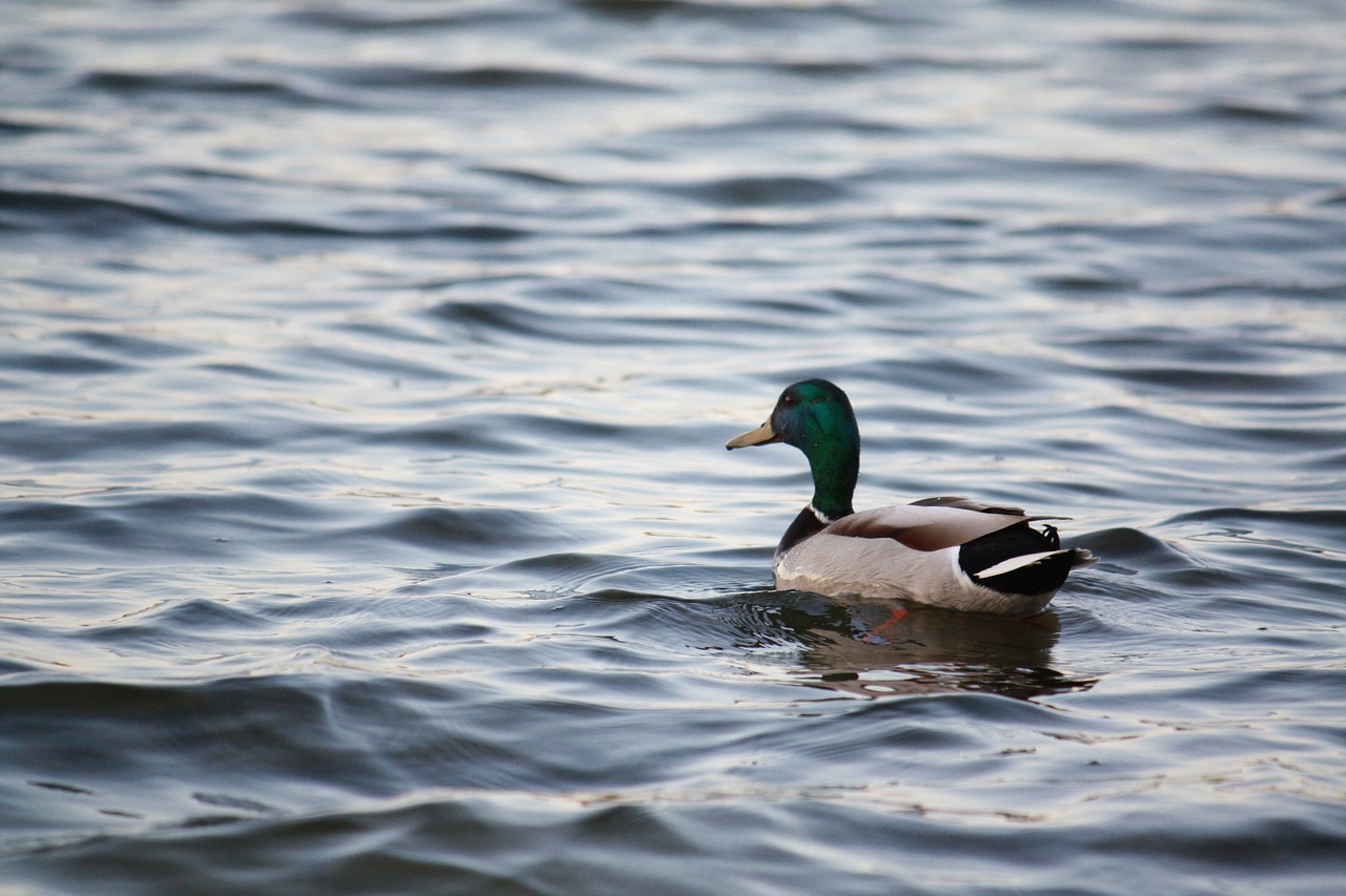 duck  drake  lake free photo