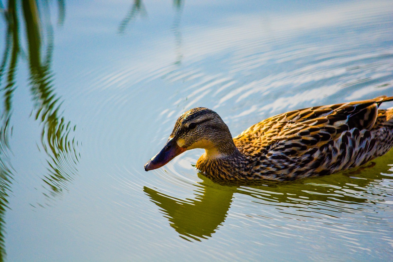 duck  bird  animal free photo