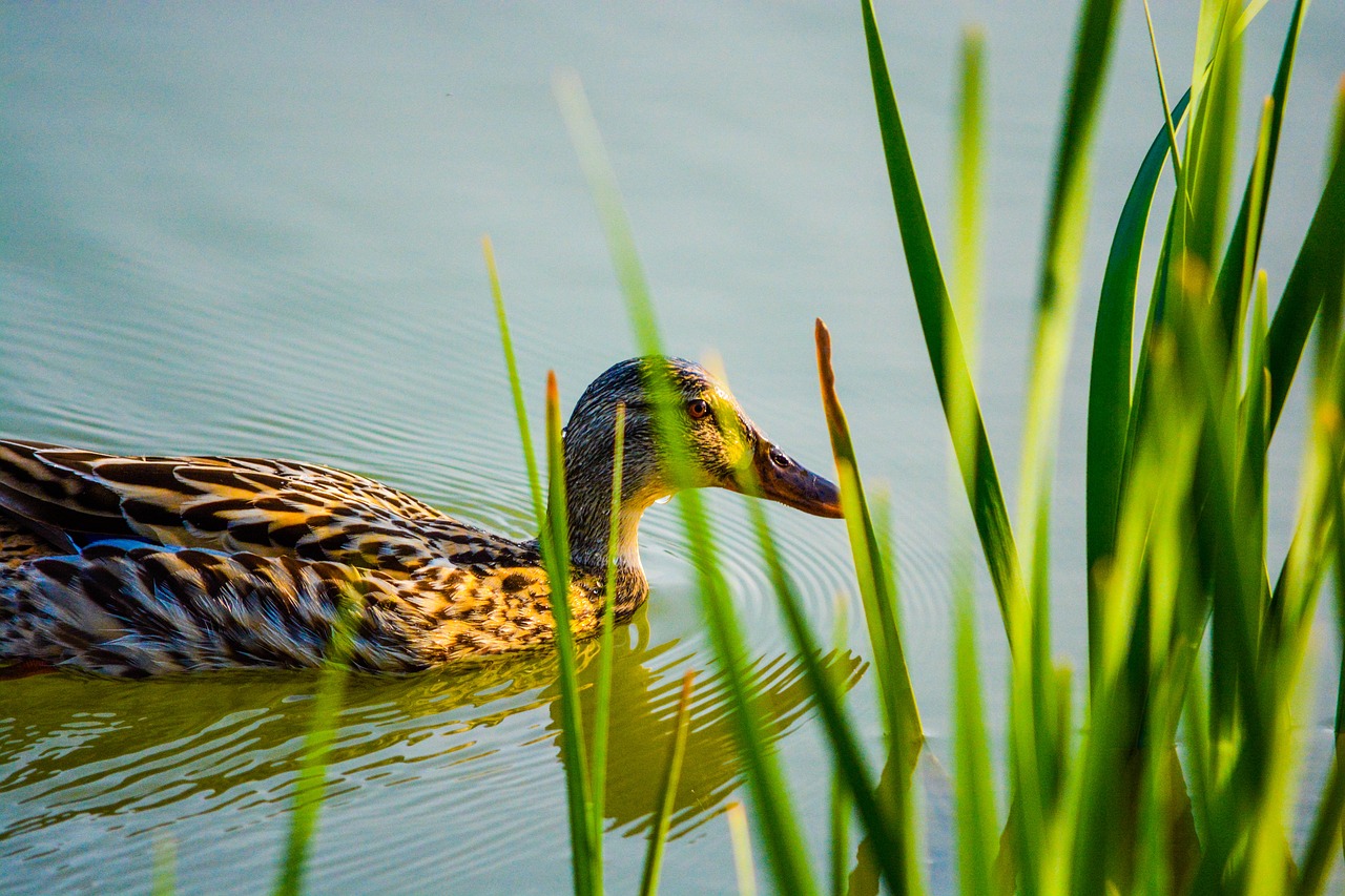 duck  bird  animal free photo