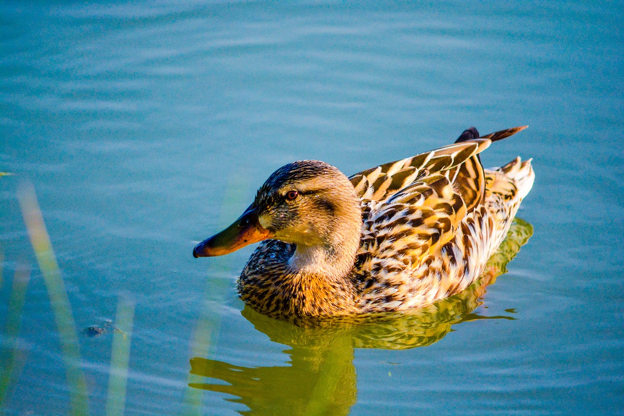 duck  bird  animal free photo