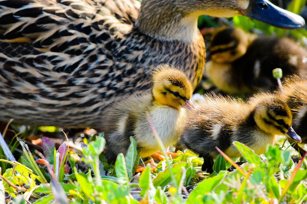 duck  bird  animal free photo