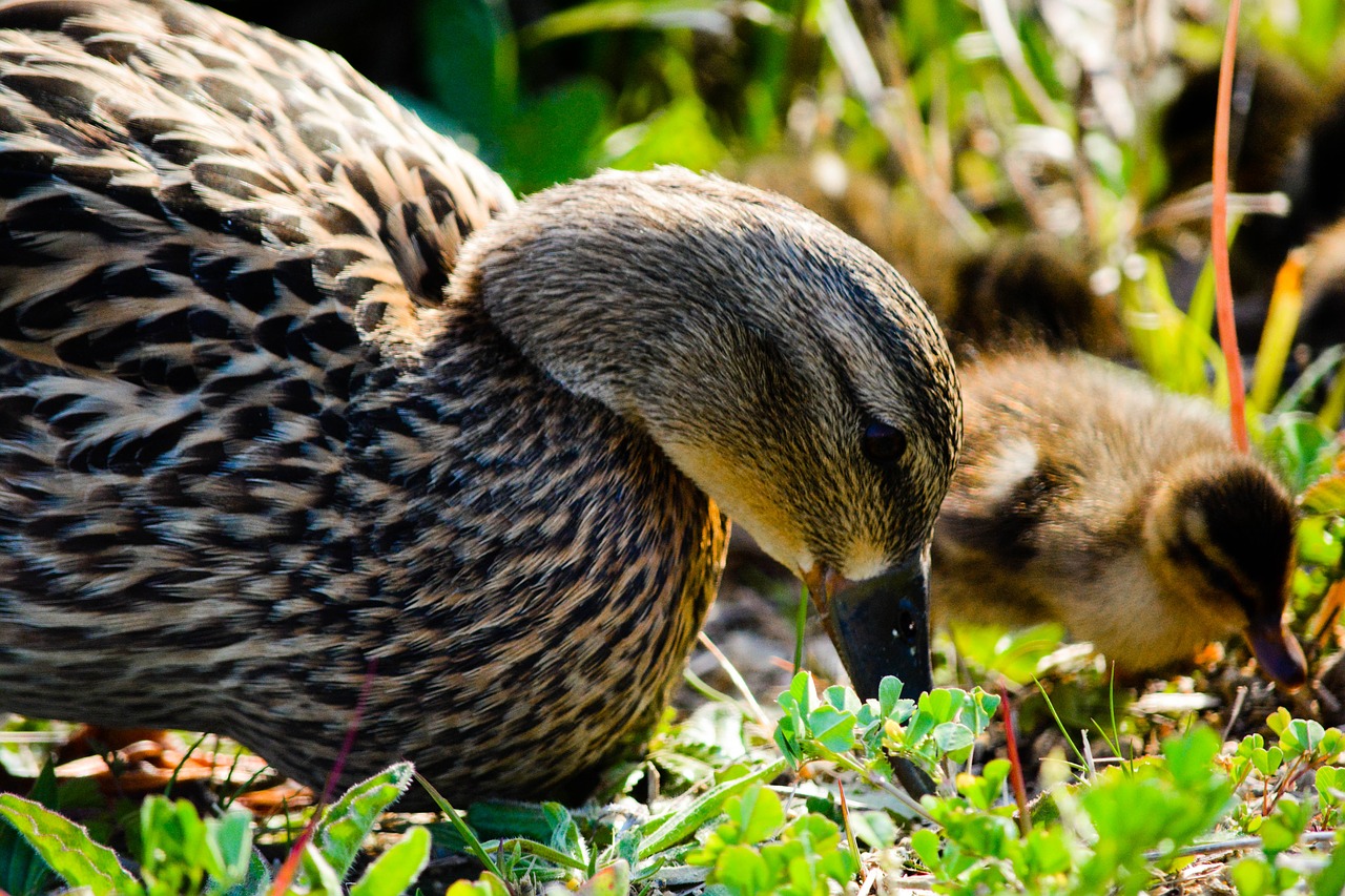 duck  bird  animal free photo