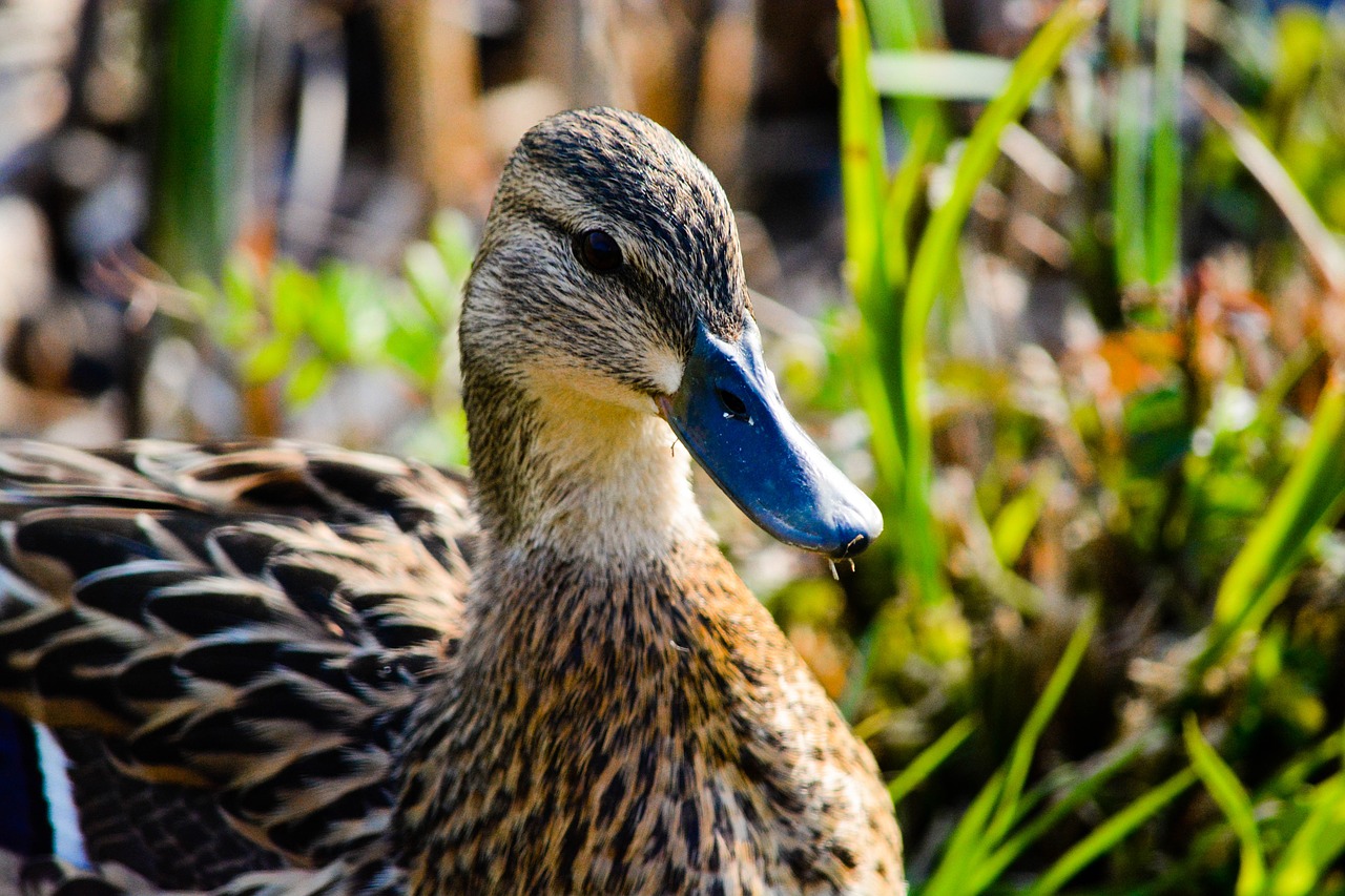 duck  bird  animal free photo