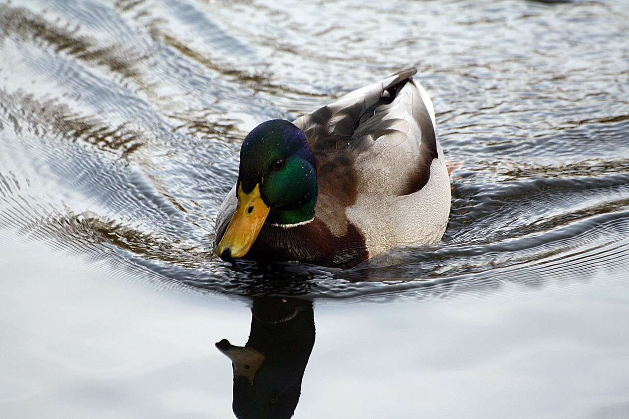 duck  mirroring  eilbek free photo