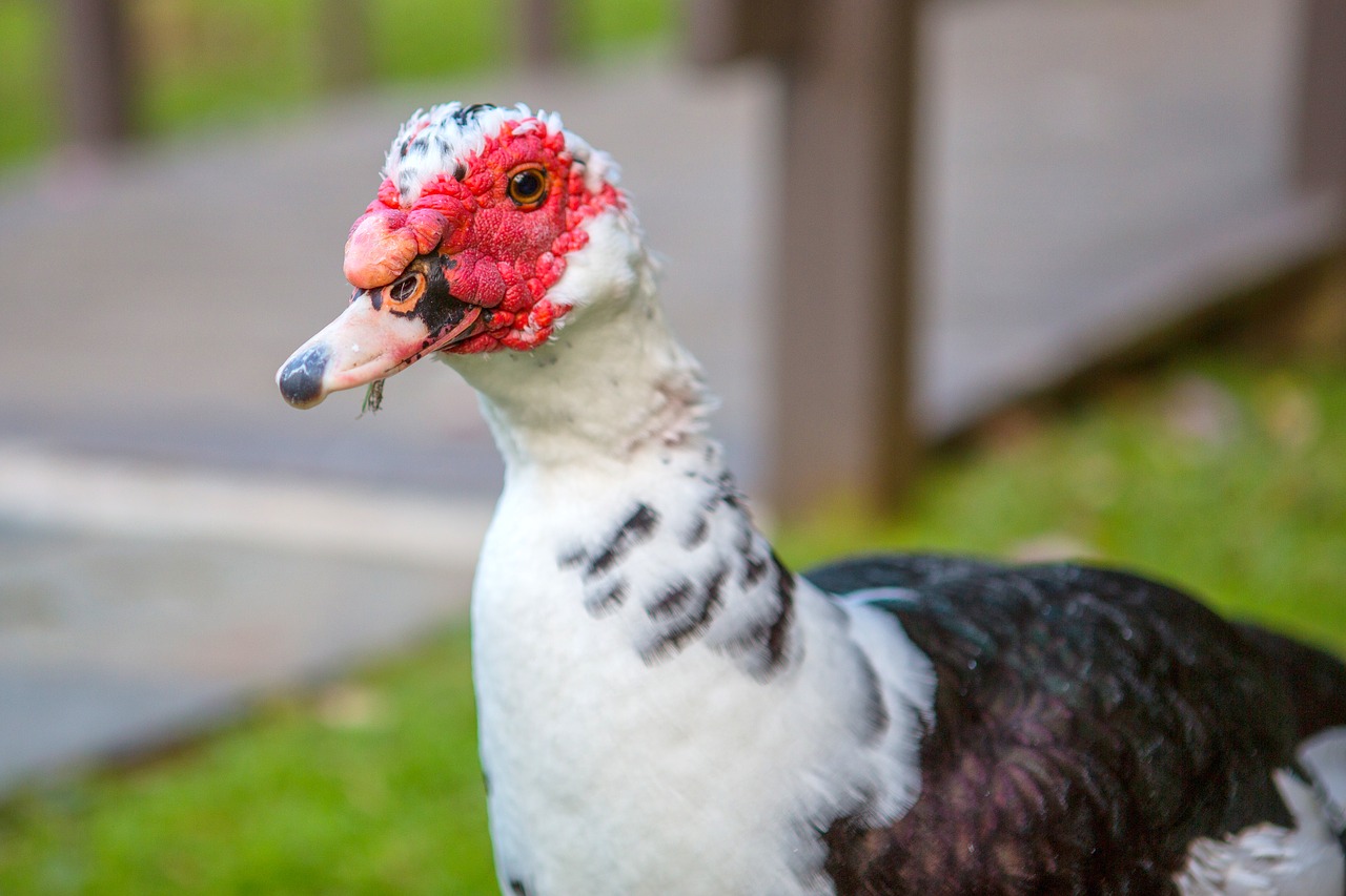 duck  fowl  red free photo