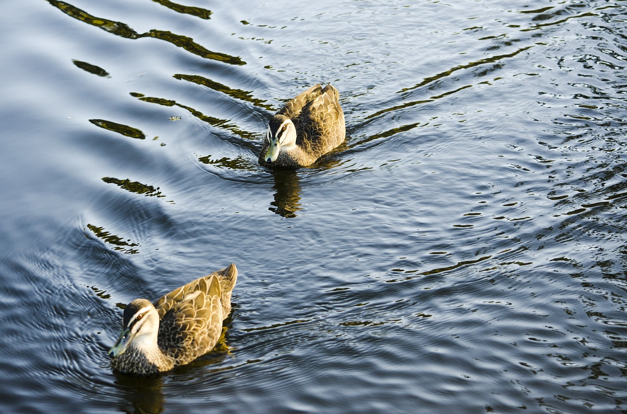 duck pond swimming free photo