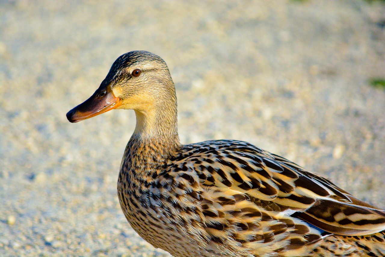 duck  bird  animal free photo