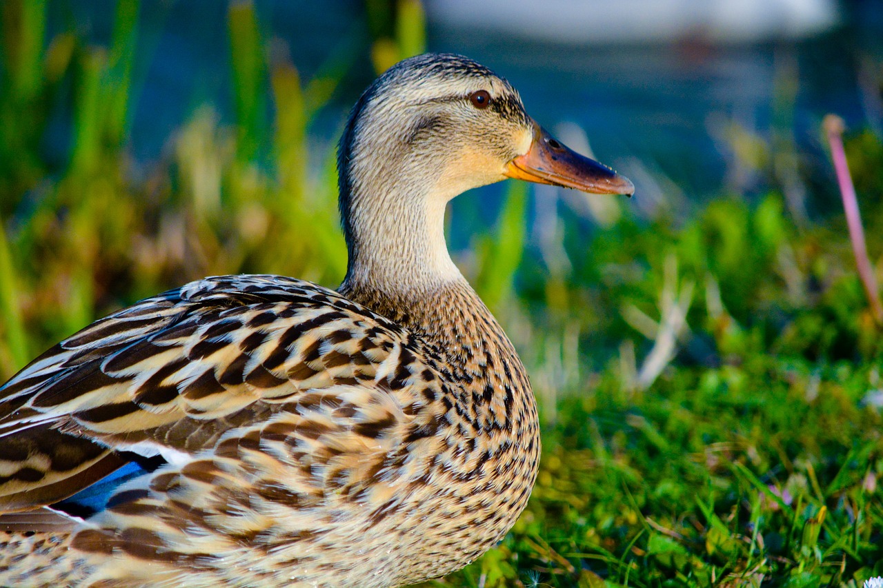 duck  bird  animal free photo