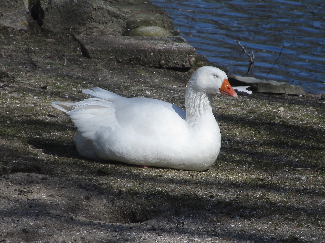 duck  white  cute free photo