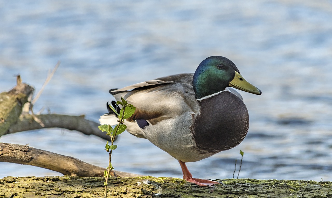 duck  water  bird free photo