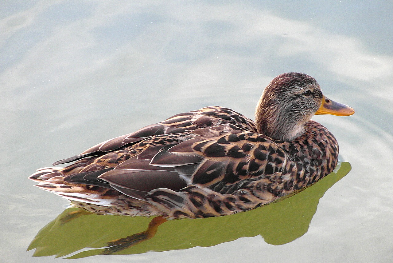 duck  bird  plumage free photo
