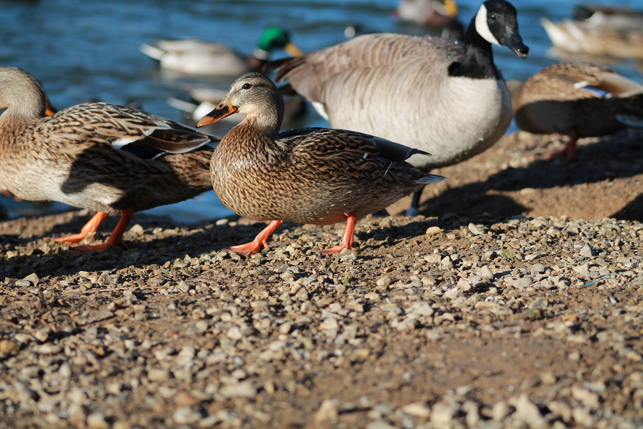 duck  ducks  bird free photo