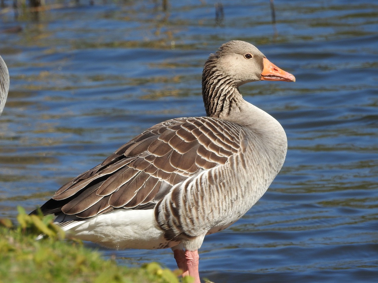 duck  water bird  plumage free photo