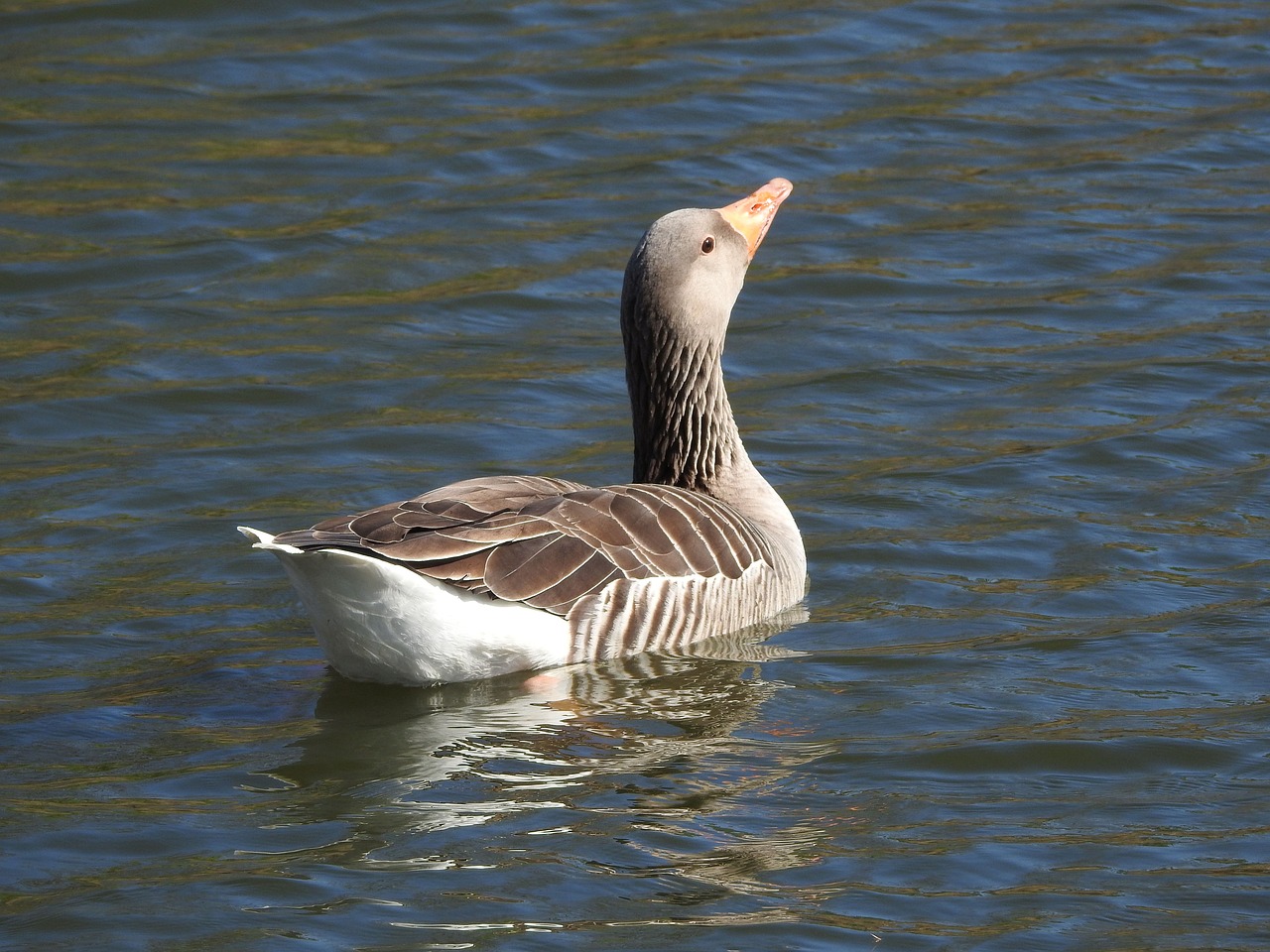 duck  water bird  plumage free photo