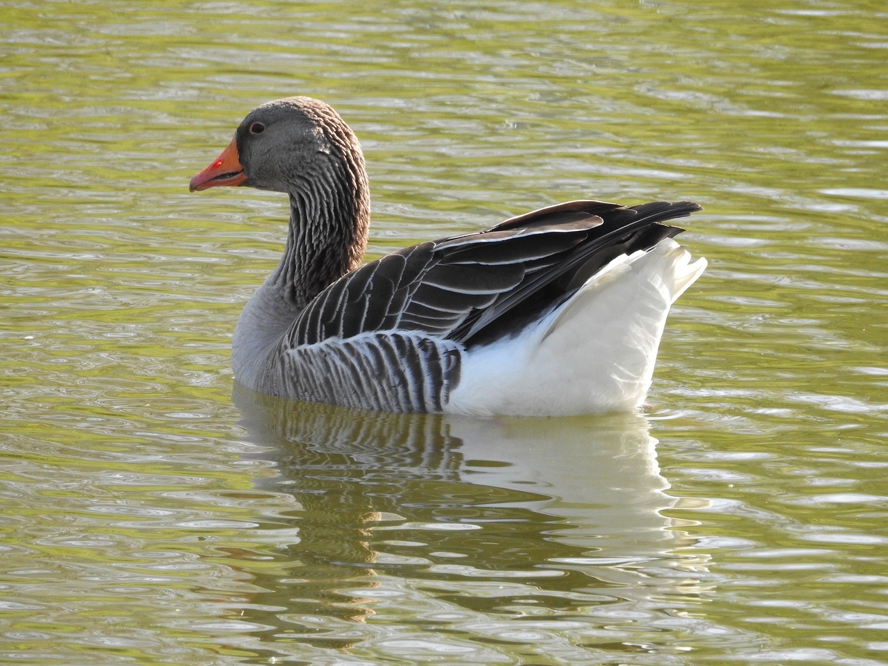 duck  water bird  plumage free photo