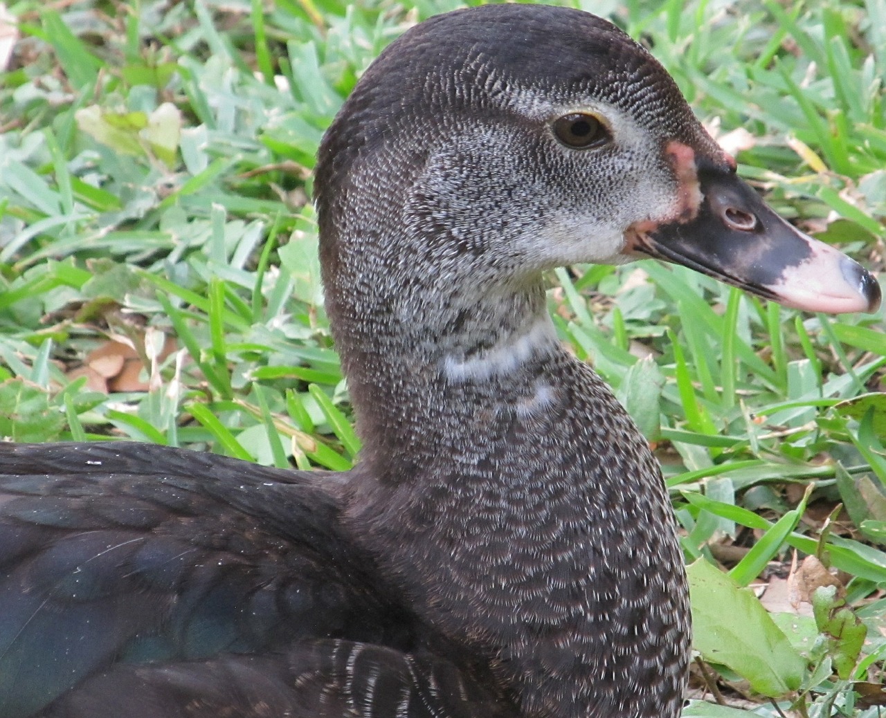 duck head bird free photo