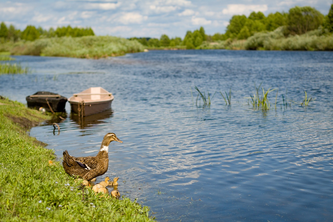 duck  river  summer free photo