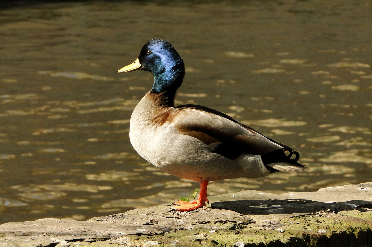 duck  animal  bird free photo