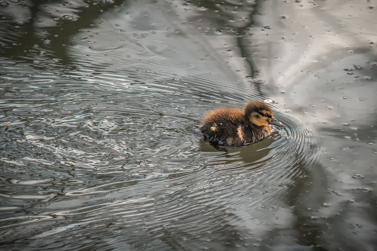 duck  chicks  water bird free photo