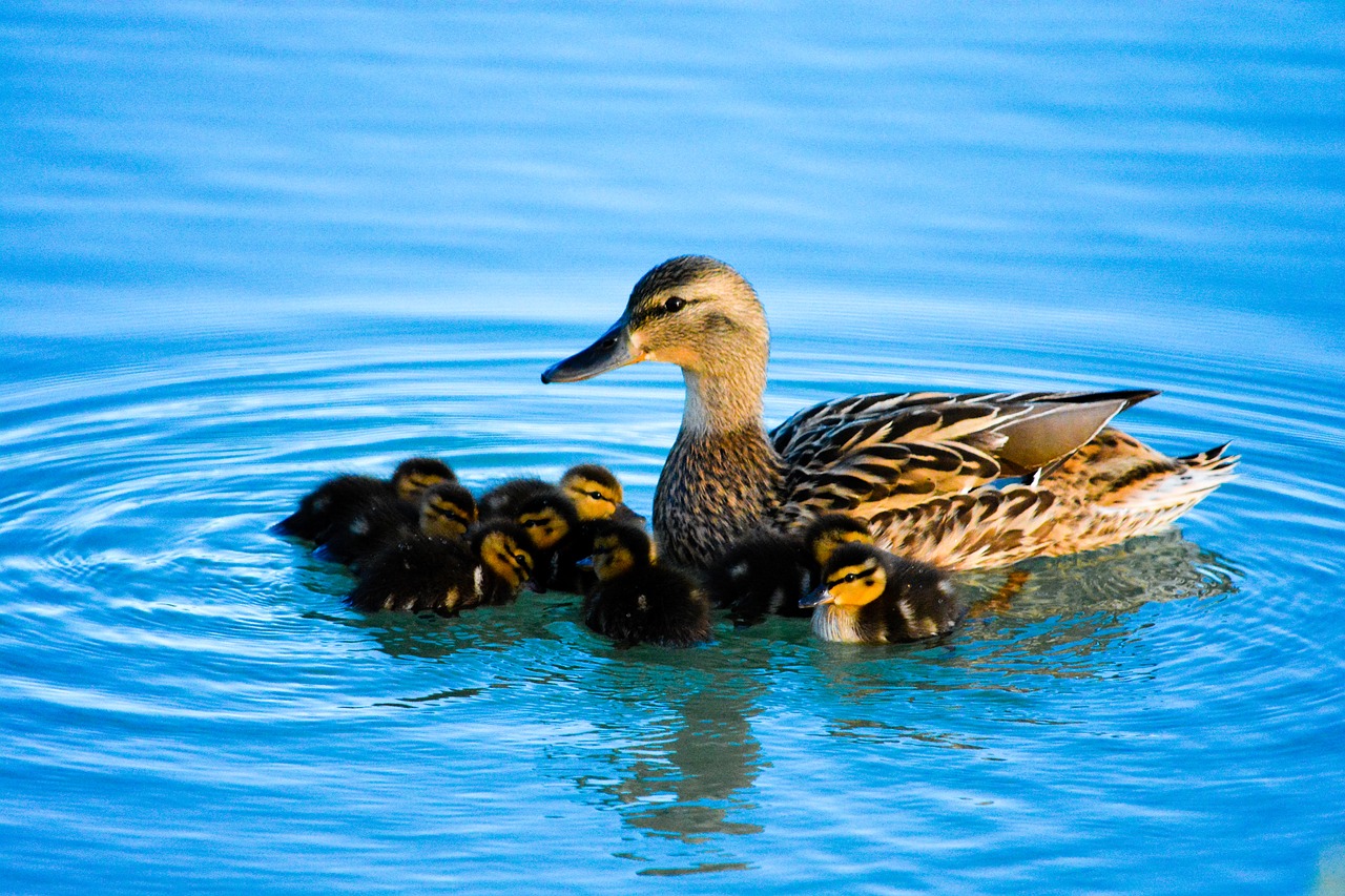 duck  bird  animal free photo