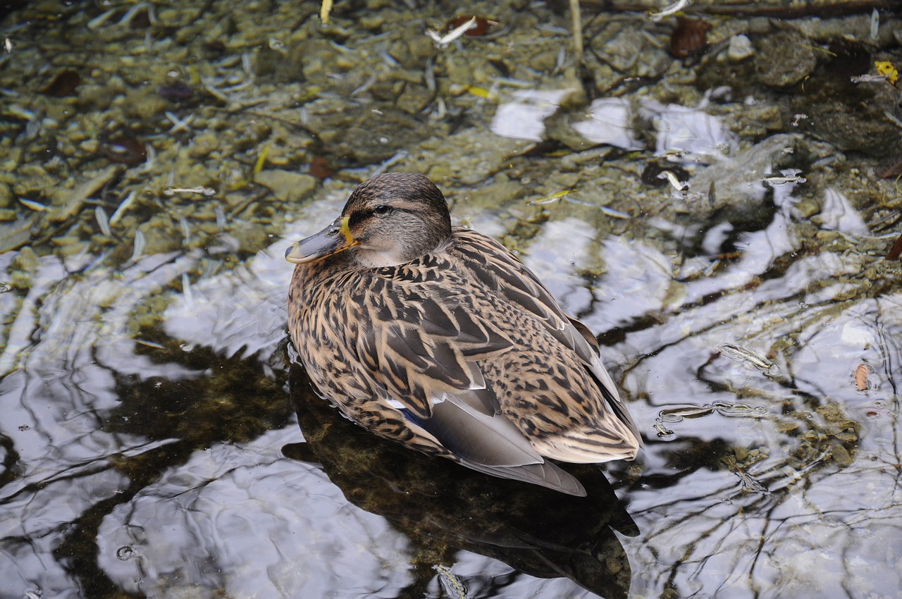 duck  nature  animal free photo