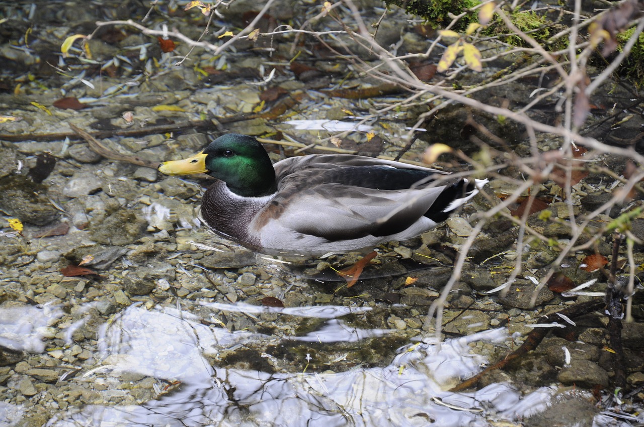 duck  nature  drake free photo