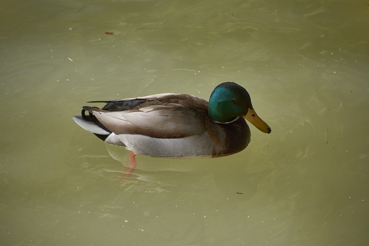 duck  water  plumage free photo